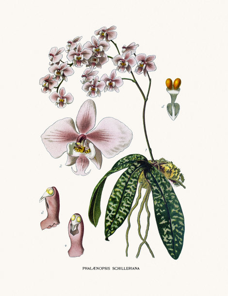 帕莱诺普西斯兰花图片下载