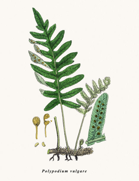 常见的瓦苇属的植物图片下载