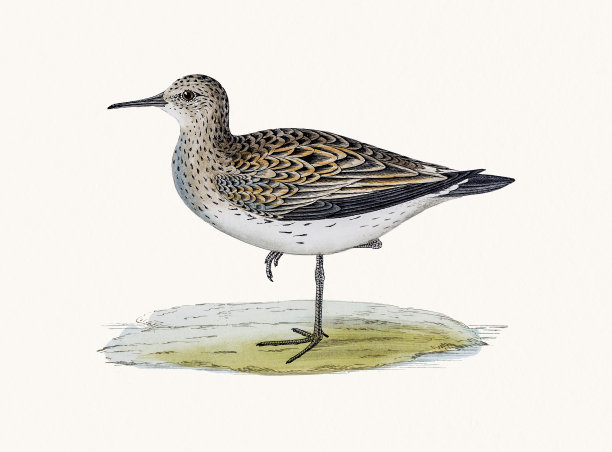 Schinz的鹬图片下载