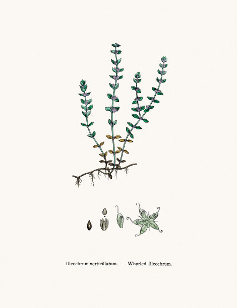 伊莱塞布鲁姆工厂图片下载