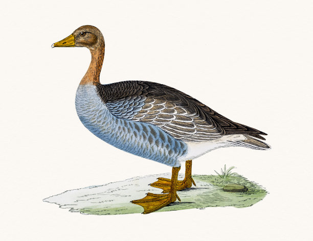 灰雁鹅图片下载