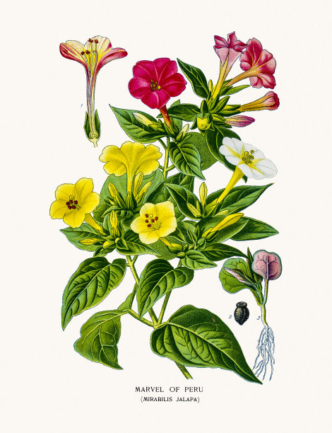 秘鲁奇迹或四点花图片下载