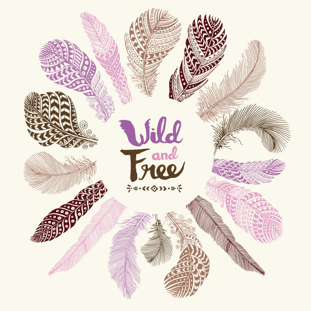 野生的羽毛图片下载