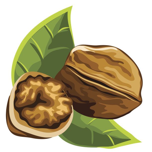 结实的褐色，浓郁的，美味的成熟核桃素材图片