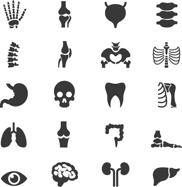 人体解剖图标组图片下载