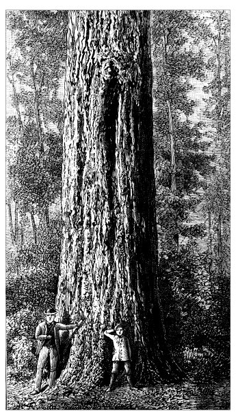 大型白杨树古董插画图片下载