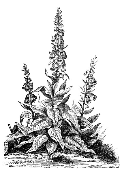 毛地黄(紫花洋地黄))图片下载