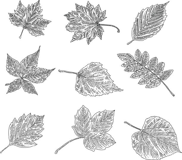 秋天叶子画图片下载