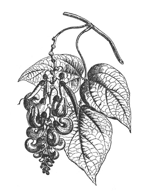 毒扁豆图片下载