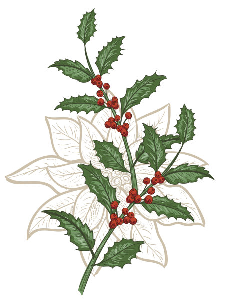 植物圣诞植物装饰品图片下载