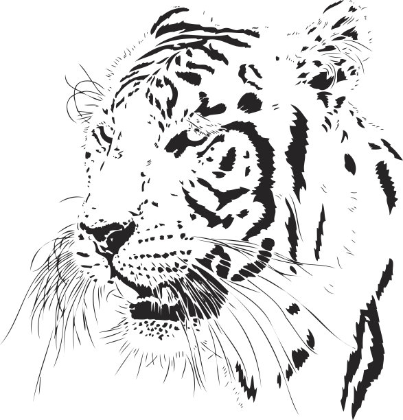 老虎图侧视图图片下载