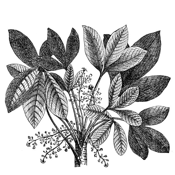 橡胶植物(橡虹吸)图片下载