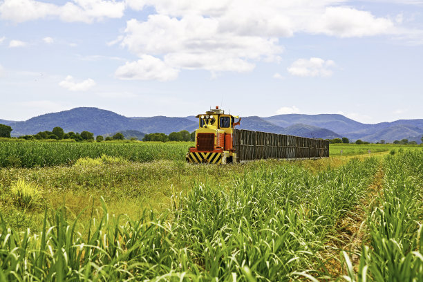 小型柴油机车拖着空箱子穿过甘蔗种植园图片下载
