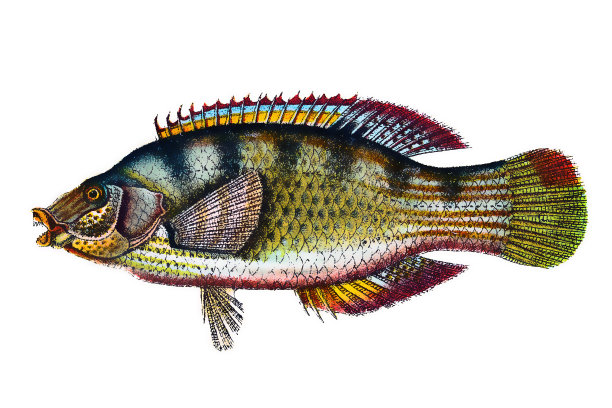 冠翅濑鱼图片下载