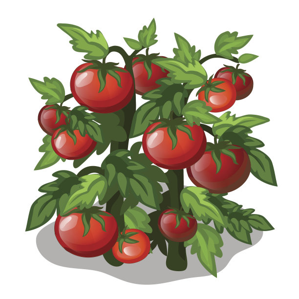 番茄的种植与栽培。向量图片下载