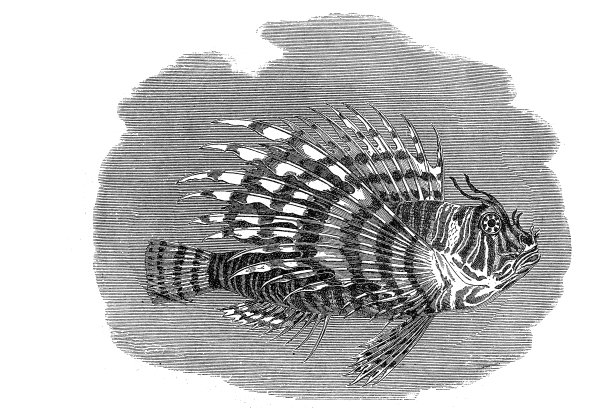 狮子鱼Pterois鱼图片下载