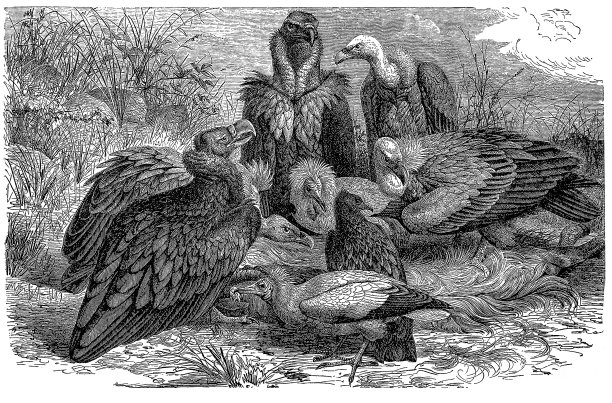 南欧秃鹰图片下载