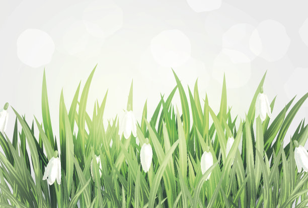 雪花莲图片下载