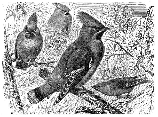 波西米亚蜡翼图片下载