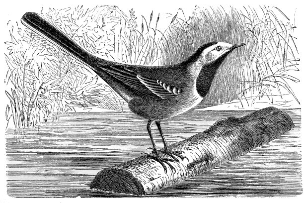 白摇尾（莫塔西拉阿尔巴）图片下载