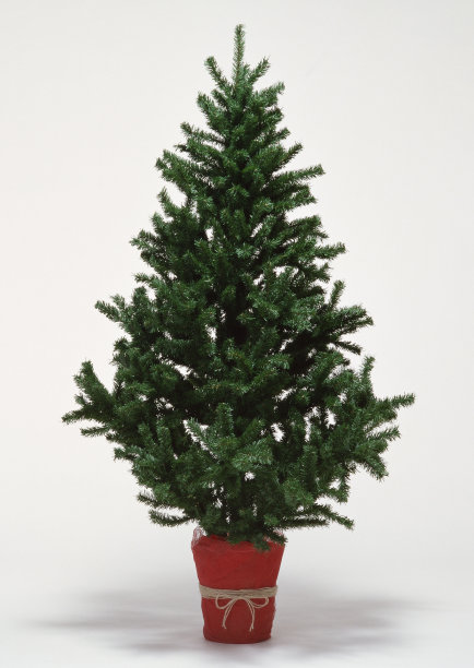 圣诞树图片下载