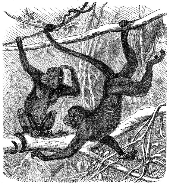 红脸蜘蛛猴(Ateles paniscus)图片下载