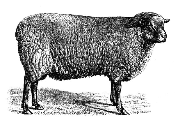 无角短毛羊羊图片下载