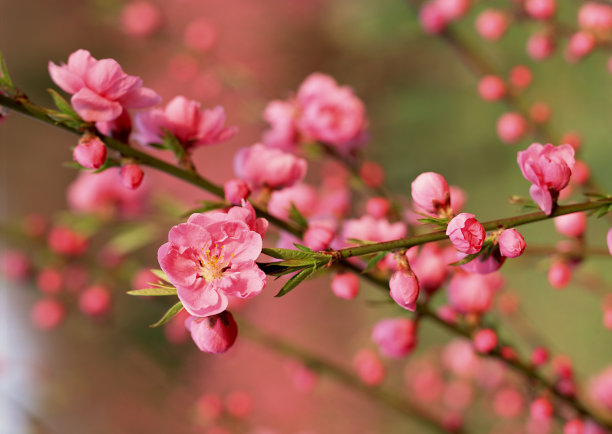 桃花素材图片
