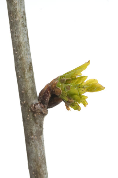 橡树巴德图片下载