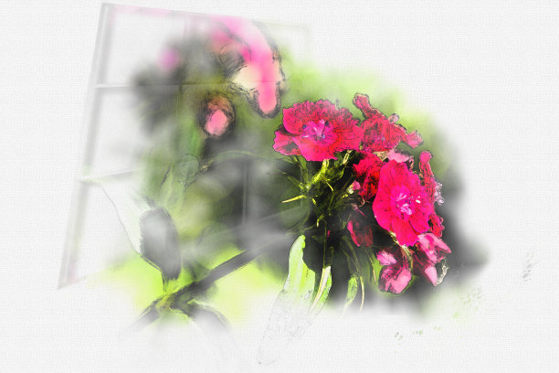 红色的康乃馨花映在窗户上。图片下载