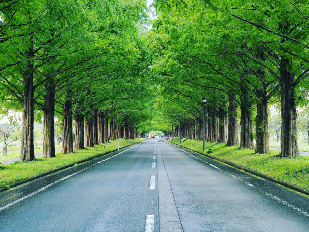 新緑のトンネル图片下载