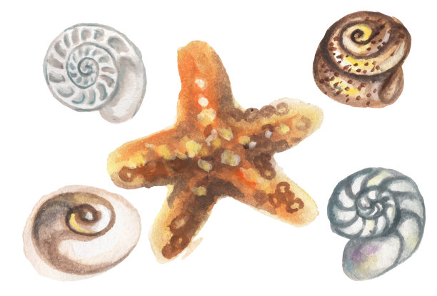 水彩海贝图片下载