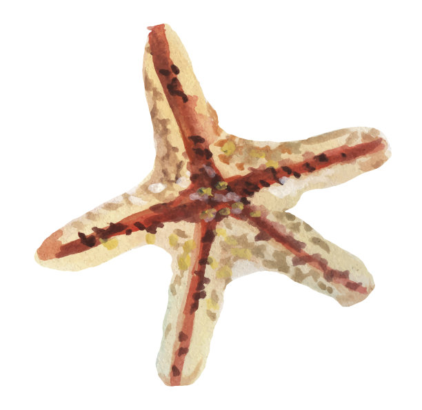 水彩海贝图片下载