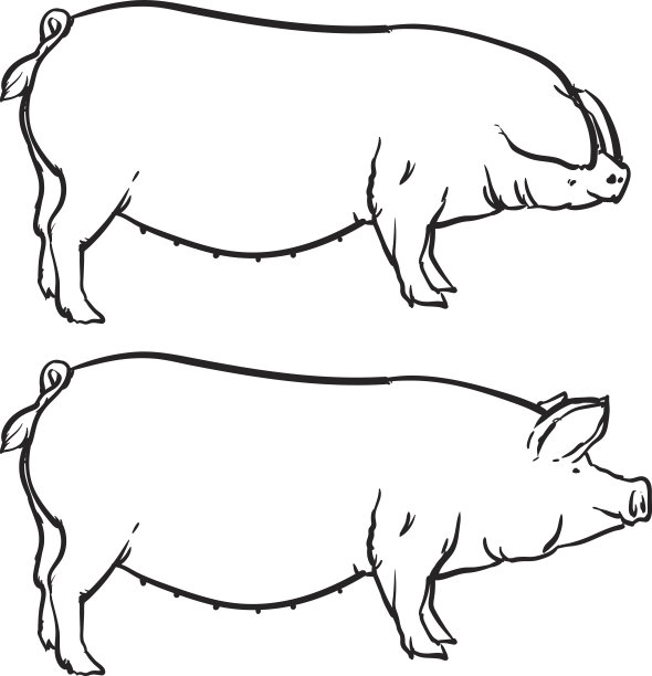 手绘猪孤立在白色背景。绘制矢量插图轮廓。图片下载
