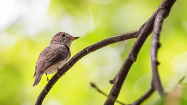 鸟(亚洲棕色flycatcher, Muscicapa dauurica, Siamensis)灰棕色栖息在花园里的一棵树上图片