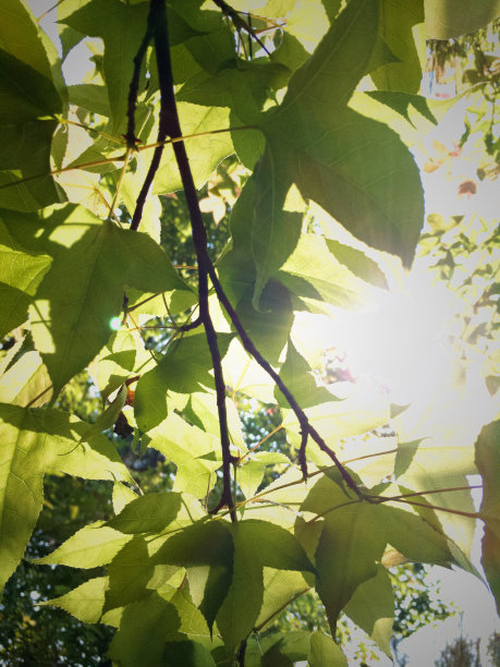 春天亮绿色的枫叶。图片下载