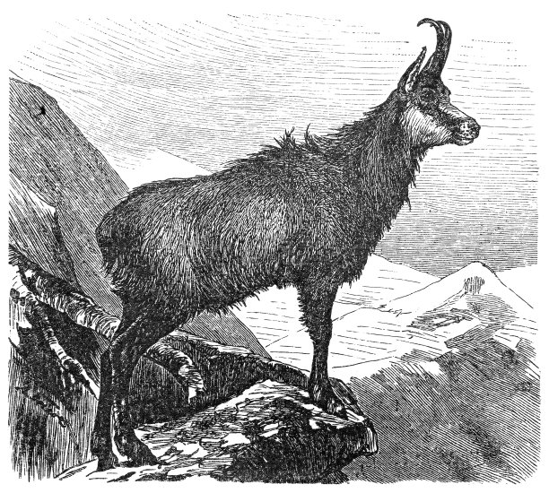 羚羊(Rupicapra Rupicapra)图片下载