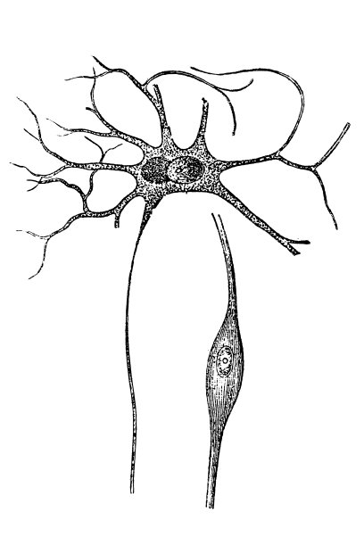 导管细胞图片下载