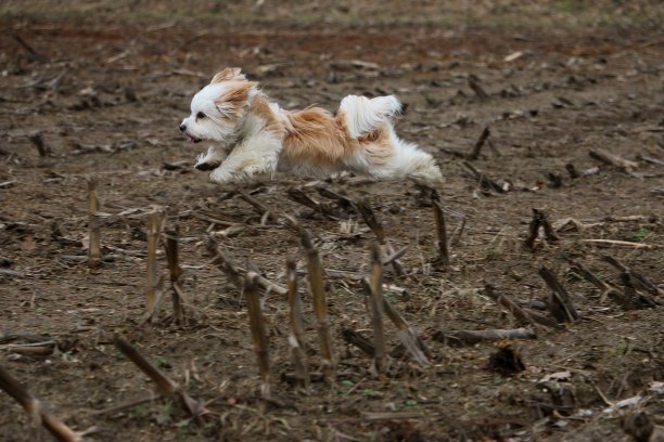哈威那在行动图片下载