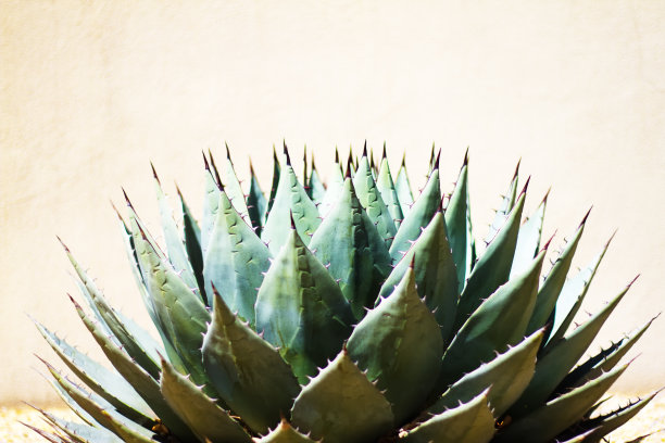 蓝色龙舌兰(美国芦荟)植物的尖叶，晨光图片下载