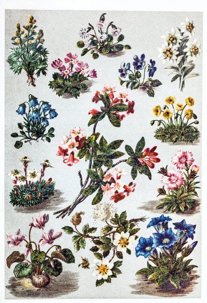 高山植物图片下载