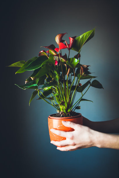 女人捧着花盆插着花图片下载