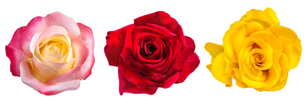 玫瑰孤立在白花上图片下载