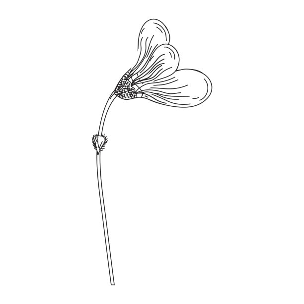 轮廓美丽的花与花瓣植物图片下载