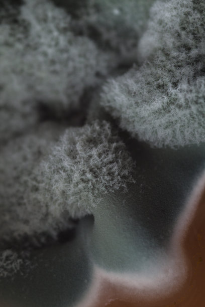 汤上发霉图片下载