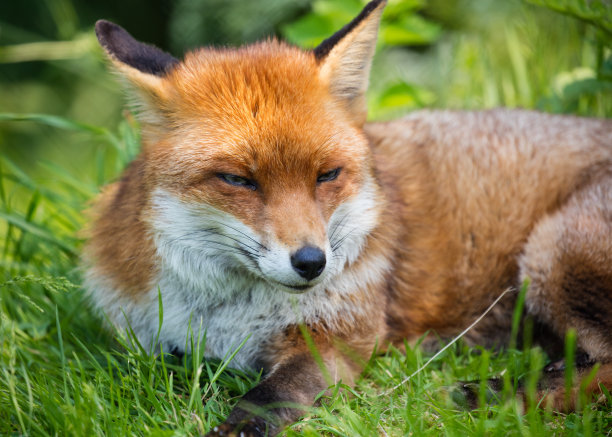 沉睡的狐狸素材图片