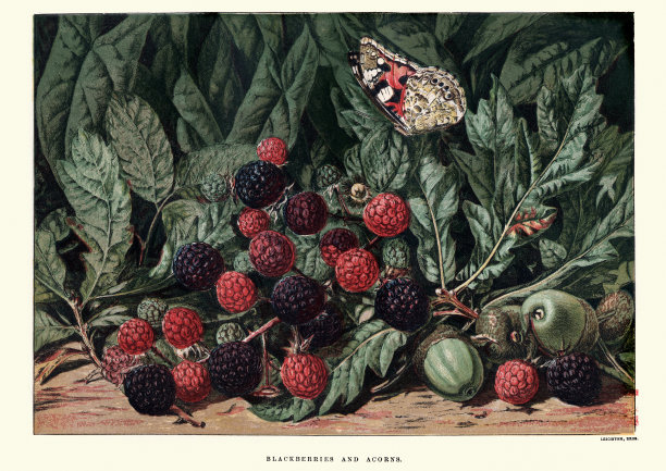 黑莓和橡子素材图片