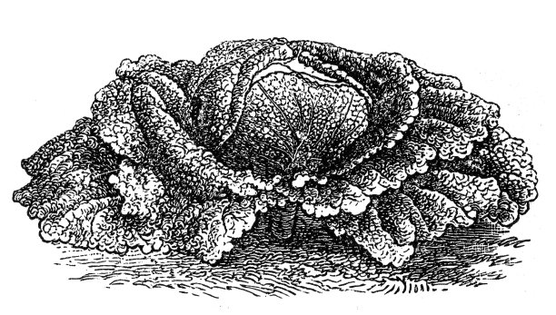 皱叶甘蓝图片下载