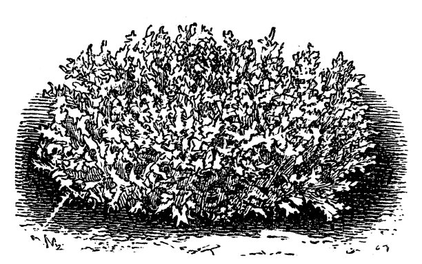 淡绿色苔状大丽花图片下载