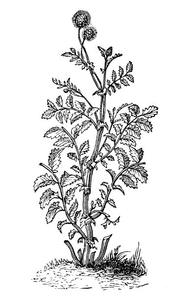 Agrimony, Lady 's Mantle和Burnet图片下载